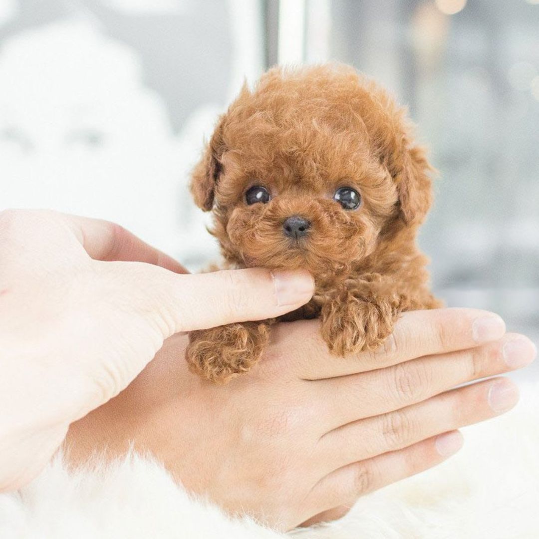 Robot Puppy Toy Lifelike Responds to Touch and Sound Smart Pet for Children